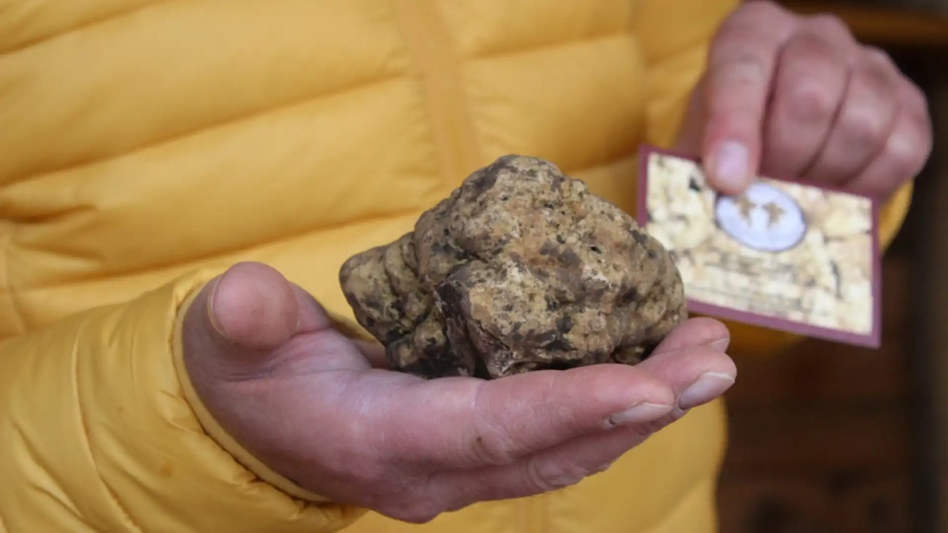 San Pietro Avellana: il 31 ottobre e il primo novembre l’edizione 2022 della Mostra Mercato del Tartufo Bianco.